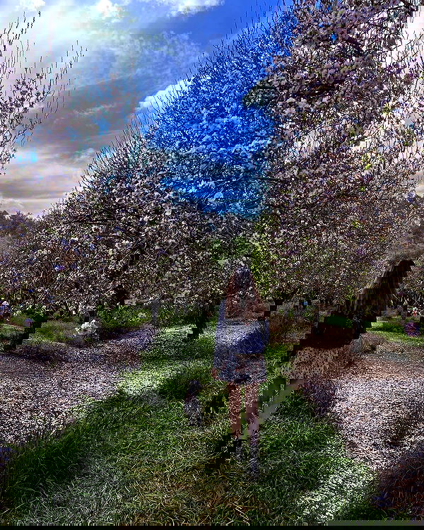 adellepisar adellepisar archive image