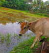 alenittta Altpins Profile Picture