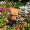 alenittta Altpins Profile Picture