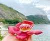 alenittta Altpins Profile Picture
