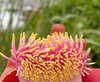 alenittta Altpins Profile Picture