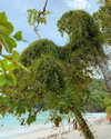 alenittta Altpins Profile Picture