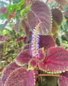 alenittta Altpins Profile Picture