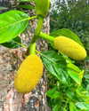 alenittta Altpins Profile Picture