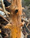alenittta Altpins Profile Picture