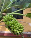 alenittta Altpins Profile Picture