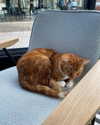 alessiadidntwakeup Altpins Profile Picture
