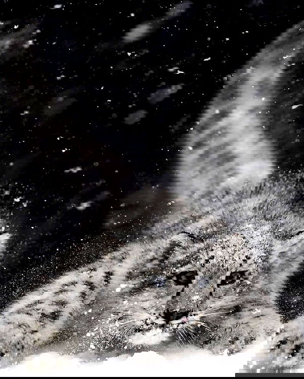 alexalizzz alexalizzz archive image