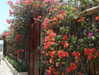 alexis.leth Altpins Profile Picture