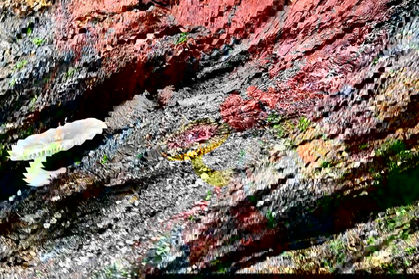 alice.skym alice.skym archive image