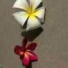 alineborinsky Altpins Profile Picture