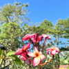 alineborinsky Altpins Profile Picture