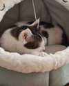 alisapika.pika Altpins Profile Picture