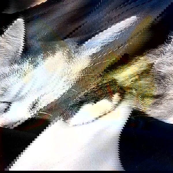 alskohope alskohope archive image