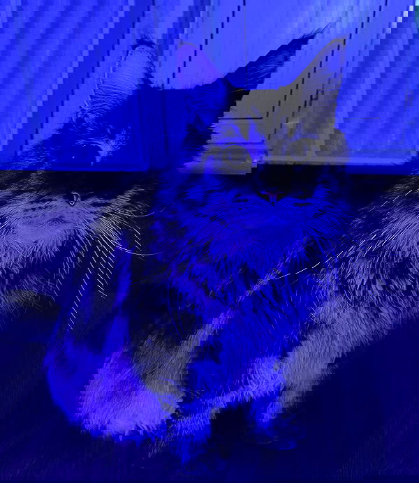 alskohope alskohope archive image