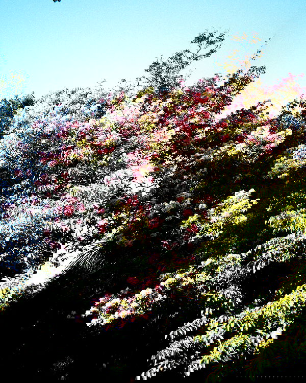 alskohope alskohope archive image