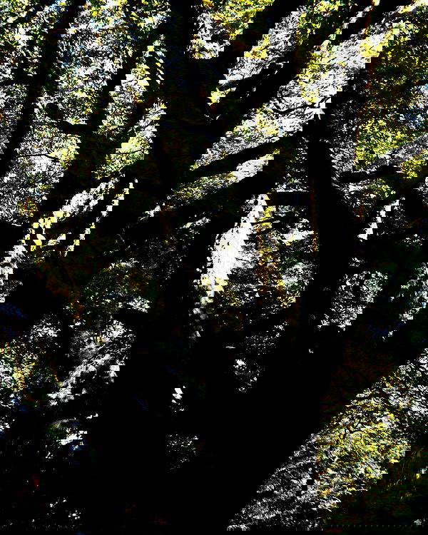 alskohope alskohope archive image