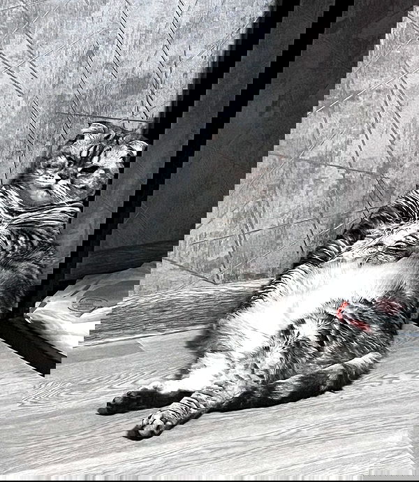 alskohope alskohope archive image