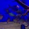 amber.oops Altpins Profile Picture