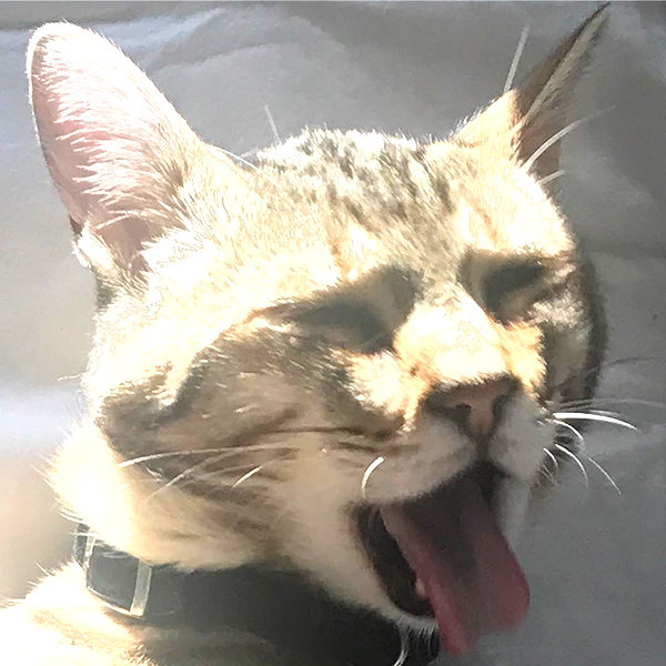 amituffknuckles instagram image archive image