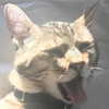 amituffknuckles Altpins Profile Picture