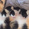 amylouisev Altpins Profile Picture