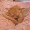 amylouisev Altpins Profile Picture