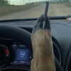 amylouisev Altpins Profile Picture