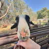 amylouisev Altpins Profile Picture