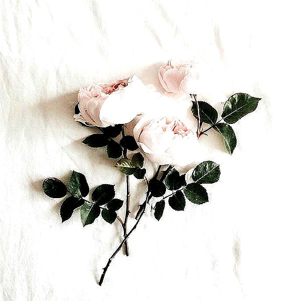 andasrose instagram image archive image