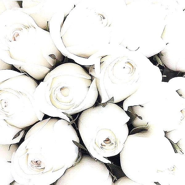 andasrose instagram image archive image