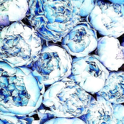 andasrose instagram image archive image