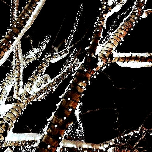 andasrose instagram image archive image