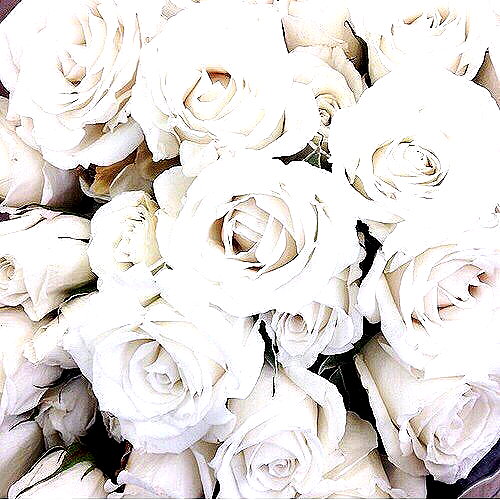andasrose instagram image archive image