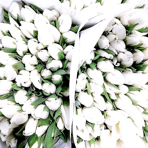 andasrose instagram image archive image