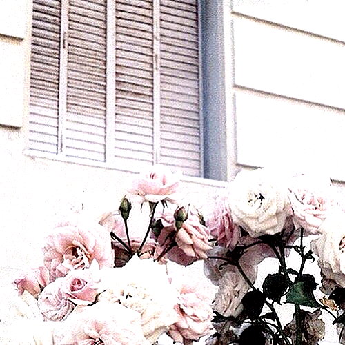 andasrose instagram image archive image