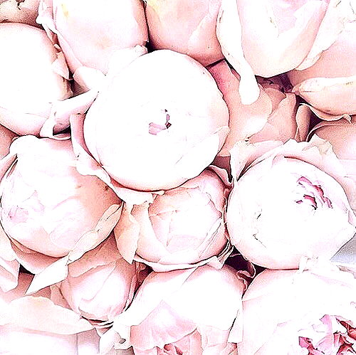 andasrose instagram image archive image