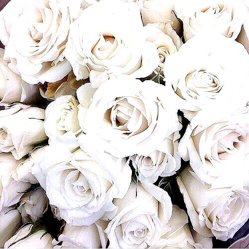 andasrose instagram image archive image