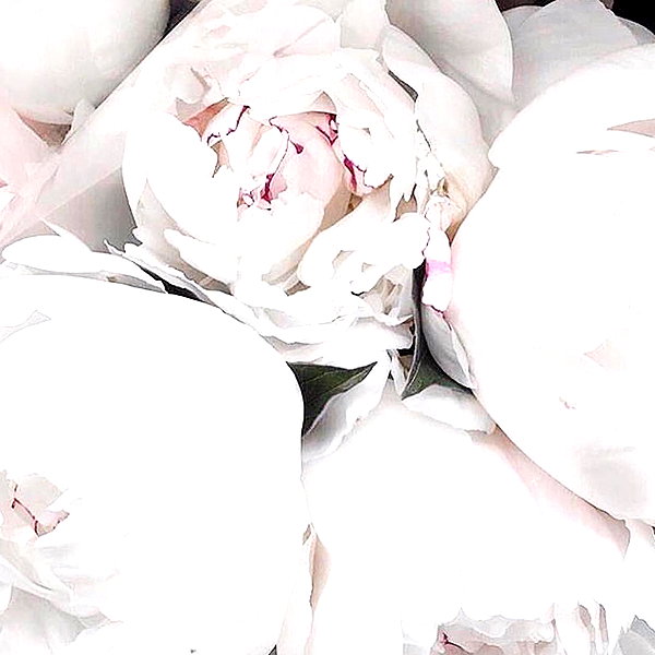 andasrose instagram image archive image