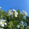 anika.wicks Altpins Profile Picture