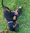 anika.wicks Altpins Profile Picture