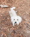 annaa_thompsonnn Altpins Profile Picture