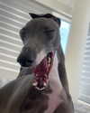 annabel.lucinda Altpins Profile Picture