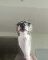 annabel.lucinda Altpins Profile Picture