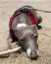 annabel.lucinda Altpins Profile Picture