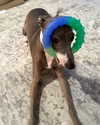 annabel.lucinda Altpins Profile Picture
