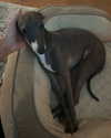 annabel.lucinda Altpins Profile Picture