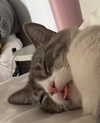 antijuls Altpins Profile Picture