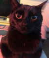 antijuls Altpins Profile Picture