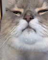 antijuls Altpins Profile Picture